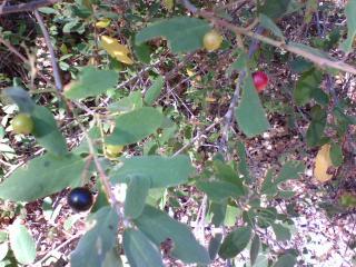 [A Berry Bush]